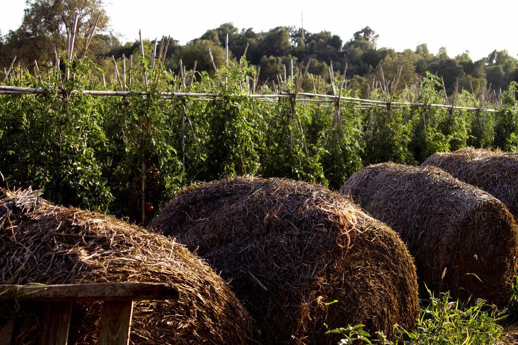 Can Barnosell - Els Masos D'En Coll Llavia Ngoại thất bức ảnh